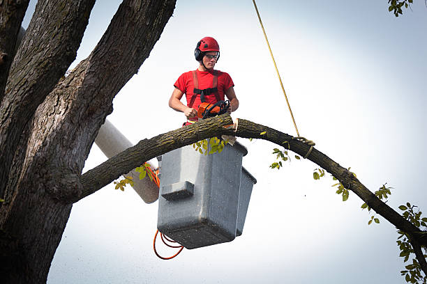 Best Professional Tree Care  in Warrington, FL